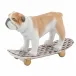 Skateboarding Bulldog Chocolate