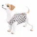 Jack Russell Terrier Black