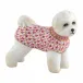 Bichon Frise Raspberry