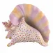 Conch Shell Multicolor