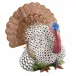 Wild Turkey Multicolor