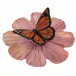 Monarch On Cosmos Multicolor