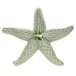 Medium Starfish Key Lime 4 in L