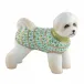 Bichon Frise Keylime