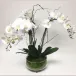 3 White Phalaenopsis Orchids with Curly Willow in a Footed Glass Bowl