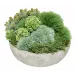 Grass, Sedum, Succulent Bowl 16 x 16 x 14"