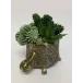 Cactus/Succulents In Short Turtle