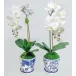 Set of 2 Single Orchids In Blue/White Pot