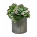 Succulent Mix In 7" Tin