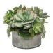 Succulent Mix In 8" Tin Bowl