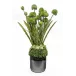 Green Allium In Large Black Lennon Pot