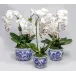 Set of 3 Blue/White Pots With Orchids