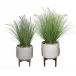 Set of 2 Fountain Grass Pots