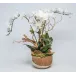 Wood Bowl With Orchids/Manzanita