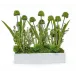 White Planter With Allium/Grass