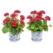 Set of 2 Geranium In Blue/White Garden Pot