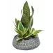 Indian Dish With Sansevieria Variety