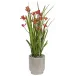 Large Kangaroo Paw Pot - Red