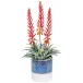 Red Flowering Agave In Ombre Pot