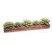 Wood Cheese Mold With Succulents