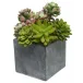 Succulents In 6"Cement Cube
