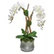 Orchid/Branch In Tulip Tin