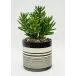 Sinclair 7" Pot Finger Succulent