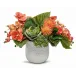 Orchids/Succulents in Ginny Pot