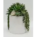 Succulents/Crystal in White Pot