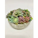 Pastel Succulent Bowl 11" x 9"