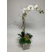 Orchid Grass, Rosemary in Cement Cube 35" x 15"