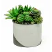 Deuces 7" Pot Succulent/Cactus Mix
