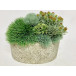 Grass, Sedum in Cement 13" x 10"