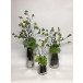 Set of Three Irish Moss Skimmia/Silver Geo Vase