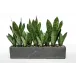 Sansevieria Planter 25”