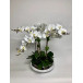 Orchids in Silver Glass Bowl