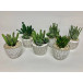 Set of Six Succulent Pots 6" x 10"