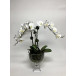 Triple Orchid in Glass Urn 30" x 21"