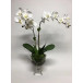 Double Orchid in Short Urn