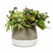 Succulents & Pods in Ash Pot