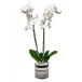 Double Orchid in Sinclair Pot