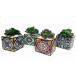 Set Of Four Succulents Assortment 4" Tile Pot