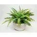 Fern Medium White Bowl