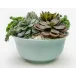 Aqua Bowl Succulent