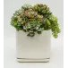 Succulents in Medium Square White Pot