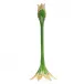Ambrosius Tulip Tall Candle Stick Holder Fern Green (Special Order)