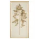 Golden Frond on IVory II