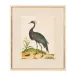 Heron Portrait II