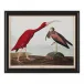 Audubon Collection Group II-B