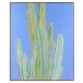 Michael Pfleghaar's Blue Myrtle Cactus No. 2